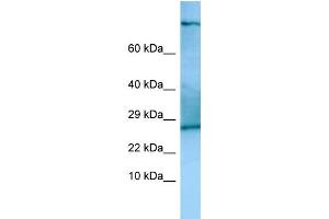 Host: Rabbit Target Name: Tsc22d2 Antibody Dilution: 1. (TSC22D2 anticorps  (C-Term))