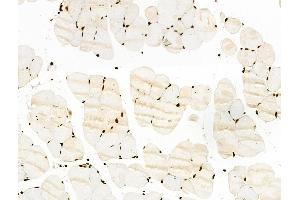ABIN7093264 and ABIN7097283 at 1/100 staining Mouse muscle tissue by IHC-P. (RUNX1 anticorps  (pSer435))