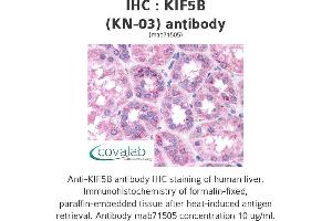Image no. 1 for anti-Kinesin Family Member 5B (KIF5B) antibody (ABIN1724174) (KIF5B anticorps)