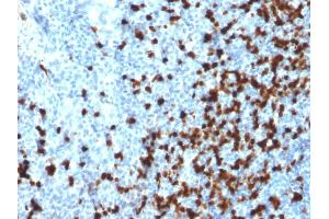 Formalin-fixed, paraffin-embedded human Tonsil stained with TCL1 Mouse Monoclonal Antibody (TCL1/2079).