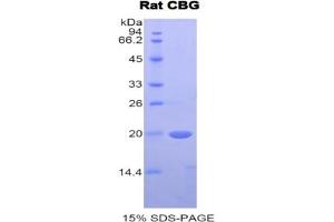 SDS-PAGE of Protein Standard from the Kit  (Highly purified E. (SERPINA6 Kit ELISA)