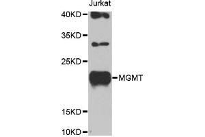 Western blot analysis of extracts of Jurkat cells, using MGMT antibody (ABIN5969984) at 1/1000 dilution. (MGMT anticorps)