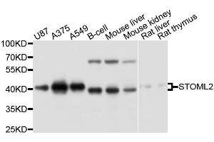Western blot analysis of extracts of various cell lines, using STOML2 antibody. (STOML2 anticorps  (AA 29-356))