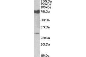 Western Blotting (WB) image for anti-Nicotinamide Nucleotide Adenylyltransferase 3 (NMNAT3) (Internal Region) antibody (ABIN2464444) (NMNAT3 anticorps  (Internal Region))