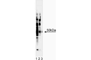 Western blot analysis of IRF-3. (IRF3 anticorps  (AA 56-427))