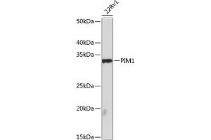 Western blot analysis of extracts of 22Rv1 cells, using PIM1 antibody (ABIN7269375) at 1:1000 dilution. (PIM1 anticorps)