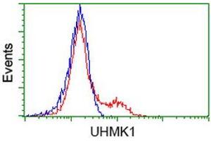 HEK293T cells transfected with either RC214962 overexpress plasmid (Red) or empty vector control plasmid (Blue) were immunostained by anti-UHMK1 antibody (ABIN2453773), and then analyzed by flow cytometry. (UHMK1 anticorps)