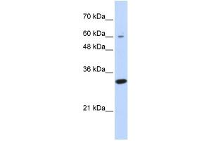 WB Suggested Anti-LRRC57 Antibody Titration: 0. (LRRC57 anticorps  (N-Term))