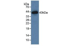 Western blot analysis of recombinant Human ERK2 Protein, using Rabbit Anti-Human ERK2 Antibody (abx104057).