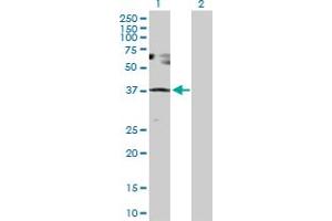 Western Blot analysis of SESN3 expression in transfected 293T cell line by SESN3 MaxPab polyclonal antibody. (SESN3 anticorps  (AA 1-321))