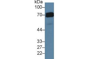 Western Blot; Sample: Human Hela cell lysate; Primary Ab: 5µg/ml Rabbit Anti-Rat ALPP Antibody Second Ab: 0.