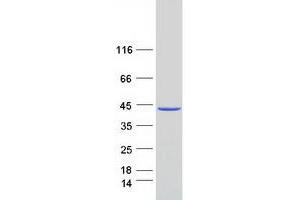Validation with Western Blot