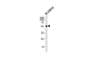 Western blot analysis of lysate from mouse kidney tissue, using NACC1 Antibody (Center) (ABIN6243841 and ABIN6577799).
