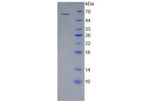SDS-PAGE analysis of Mouse HSPA1A Protein. (HSP70 1A Protéine)
