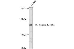 Western blot analysis of extracts of U-87MG cells, using PI3 Kinase p85 alpha antibody (ABIN3020624, ABIN3020625, ABIN3020626 and ABIN6213600) at 1:1000 dilution. (PIK3R1 anticorps  (AA 1-300))