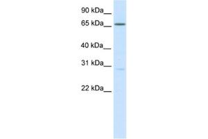 Western Blotting (WB) image for anti-Nuclear Factor of Activated T-Cells 5, Tonicity-Responsive (NFAT5) antibody (ABIN2461534) (NFAT5 anticorps)