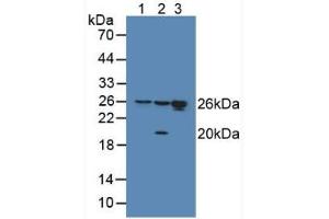 Figure. (HMGB1 anticorps  (AA 9-163))