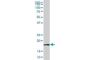 MRPL18 MaxPab polyclonal antibody.