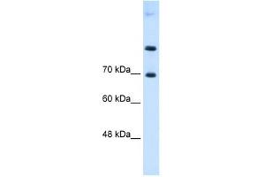 SLC7A4 antibody used at 0. (SLC7A4 anticorps)