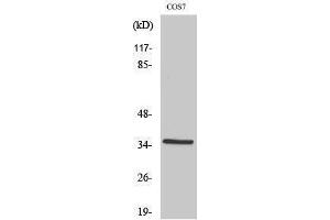 Western Blotting (WB) image for anti-Forkhead Box L1 (FOXL1) (Internal Region) antibody (ABIN3175127) (FOXL1 anticorps  (Internal Region))