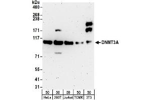Western Blotting (WB) image for anti-DNA (Cytosine-5-)-Methyltransferase 3 alpha (DNMT3A) (AA 125-175) antibody (ABIN7454575)