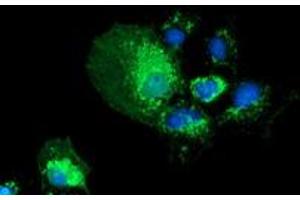 Anti-PYCR2 mouse monoclonal antibody (ABIN2453558) immunofluorescent staining of COS7 cells transiently transfected by pCMV6-ENTRY PYCR2 (RC204525).