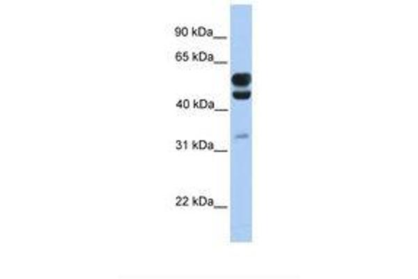 AER61 抗体  (C-Term)