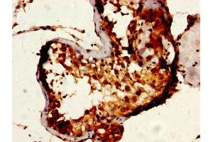 IHC image of ABIN7168493 diluted at 1:600 and staining in paraffin-embedded human testis tissue performed on a Leica BondTM system.