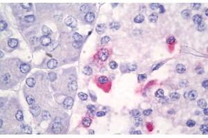 Anti-Somatostatin antibody IHC staining of human pancreas. (Somatostatin anticorps)