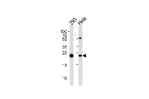 IL1RN Antibody (C-term) (ABIN1882098 and ABIN2840789) western blot analysis in 293,Hela cell line lysates (35 μg/lane).