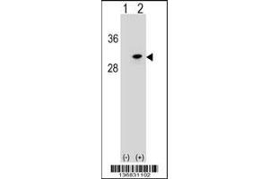 Western blot analysis of POLR2D using rabbit polyclonal POLR2D Antibody using 293 cell lysates (2 ug/lane) either nontransfected (Lane 1) or transiently transfected (Lane 2) with the POLR2D gene. (POLR2D anticorps  (AA 51-79))