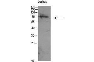 Western Blot (WB) analysis of Jurkat using Antibody diluted at 1:1000.