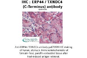 Image no. 1 for anti-Endoplasmic Reticulum Protein 44 (ERP44) (C-Term) antibody (ABIN1734140) (ERP44 anticorps  (C-Term))