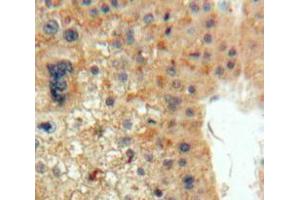 IHC-P analysis of Liver tissue, with DAB staining. (EPO anticorps  (AA 28-193))