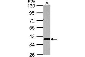 WB Image Sample (30 ug of whole cell lysate) A: A549 10% SDS PAGE antibody diluted at 1:3000 (APEX1 anticorps  (N-Term))