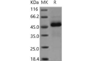 Western Blotting (WB) image for Ectodysplasin A2 Receptor (EDA2R) protein (Fc Tag) (ABIN7321195)