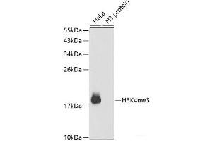 Western blot analysis of extracts of various cell lines using TriMethyl-Histone H3-K4 Polyclonal Antibody. (Histone 3 anticorps  (3meLys4))
