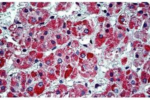 anti-Prohibitin 2 (PHB2) (Tyr128) antibody