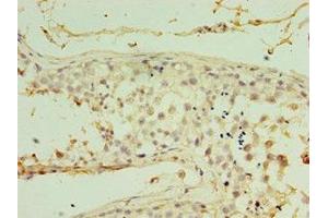 Immunohistochemistry of paraffin-embedded human testis tissue using ABIN7167041 at dilution of 1:100 (RDM1 anticorps  (AA 125-284))