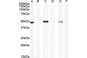 ABIN5539871 (0. (NAT8L anticorps  (AA 211-223))