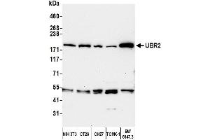 anti-Ubiquitin Protein Ligase E3 Component N-Recognin 2 (UBR2) (AA 1705-1755) antibody