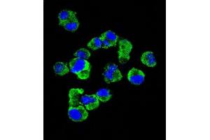 Confocal immunofluorescent analysis of C Antibody (C-term) (Ascites) ABIN1539995 with  cell followed by Alexa Fluor® 488-conjugated goat anti-mouse lgG (green). (Syndecan 1 anticorps  (C-Term))