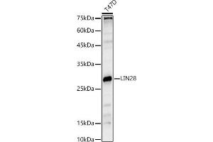 Western blot analysis of extracts of T47D cells, using LIN28 antibody (ABIN6131864, ABIN6143238, ABIN6143239 and ABIN6221674) at 1:1000 dilution. (LIN28A anticorps  (AA 142-209))