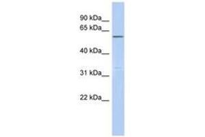 Image no. 1 for anti-Centrosomal Protein 57kDa-Like 1 (CEP57L1) (AA 359-408) antibody (ABIN6743870)