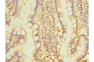 Immunohistochemistry of paraffin-embedded human small intestine tissue using ABIN7171988 at dilution of 1:100 (THTPA anticorps  (AA 2-230))