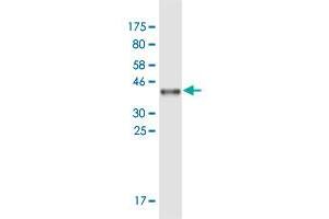 Western Blot detection against Immunogen (36.