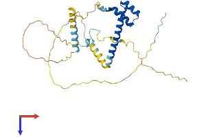 AlphaFold protein structure predicition of Mouse Recombinant Lbx1 Protein, UniprotID P52955