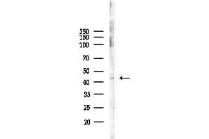 Western blot analysis of lysates from Hela cells(heat-shock,45 min treatment), using E2F4 Antibody at 1/1000 dilution.