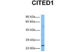 Host:  Rabbit  Target Name:  CITED1  Sample Tissue:  Human Fetal Liver  Antibody Dilution:  1.