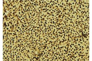 ABIN6277573 at 1/100 staining Mouse liver tissue by IHC-P. (NDUFA13 anticorps  (N-Term))